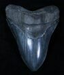 Beautiful Monster Inch Megalodon Tooth #3318-2